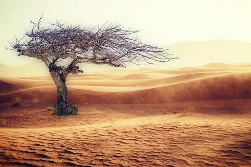 Desert aride